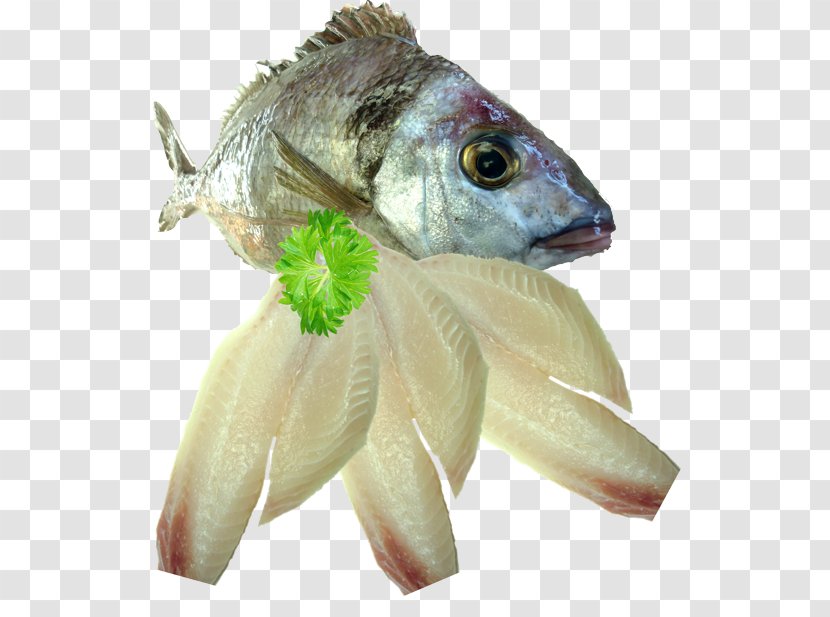Sashimi Fish Seafood Fillet Squid As Food - Flower - Fresh Salmon Transparent PNG