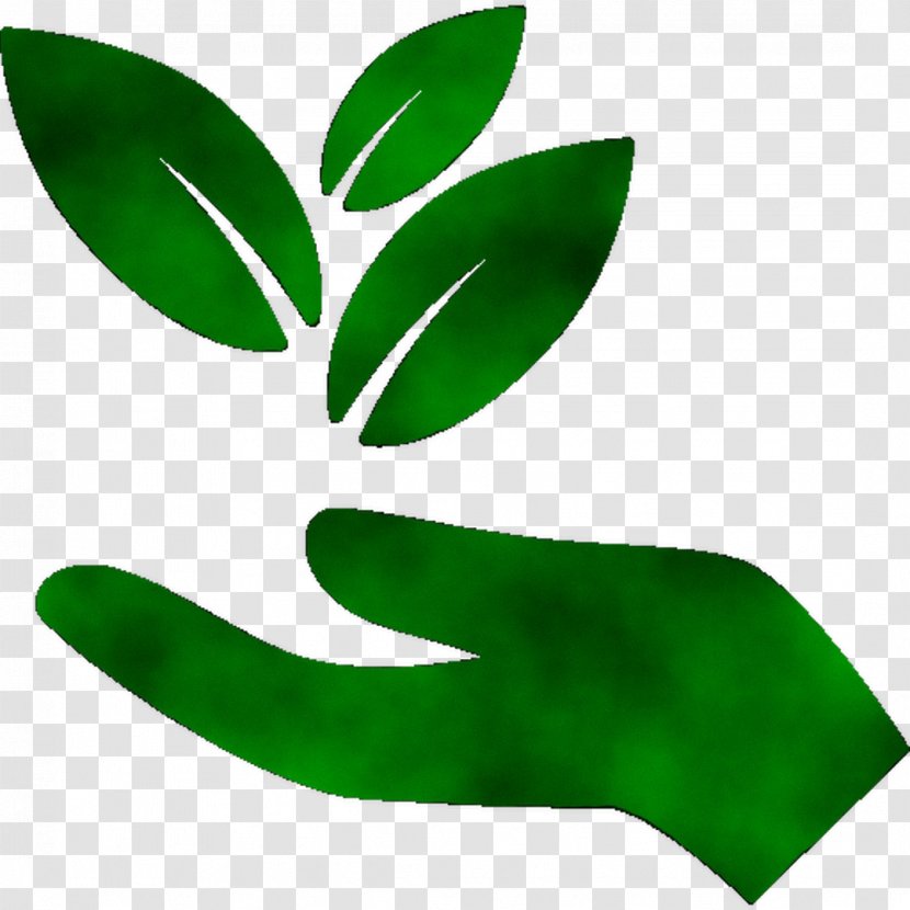 Leaf Cinnamomum Kanehirae Camphor Tree Essential Oil Soil - Stout Transparent PNG