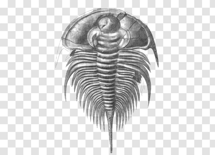 Redlichiida Olenellus Cambrian Fossil Marine Invertebrates - Wing - Trilobite Transparent PNG