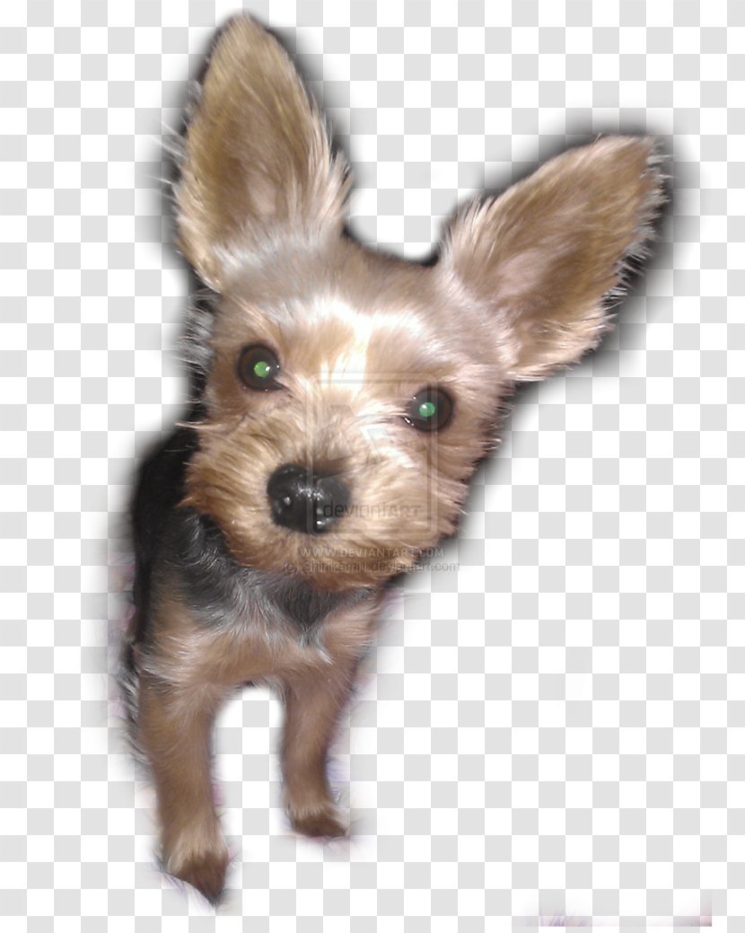 Yorkshire Terrier Australian Silky Norwich Morkie - Puppy Transparent PNG