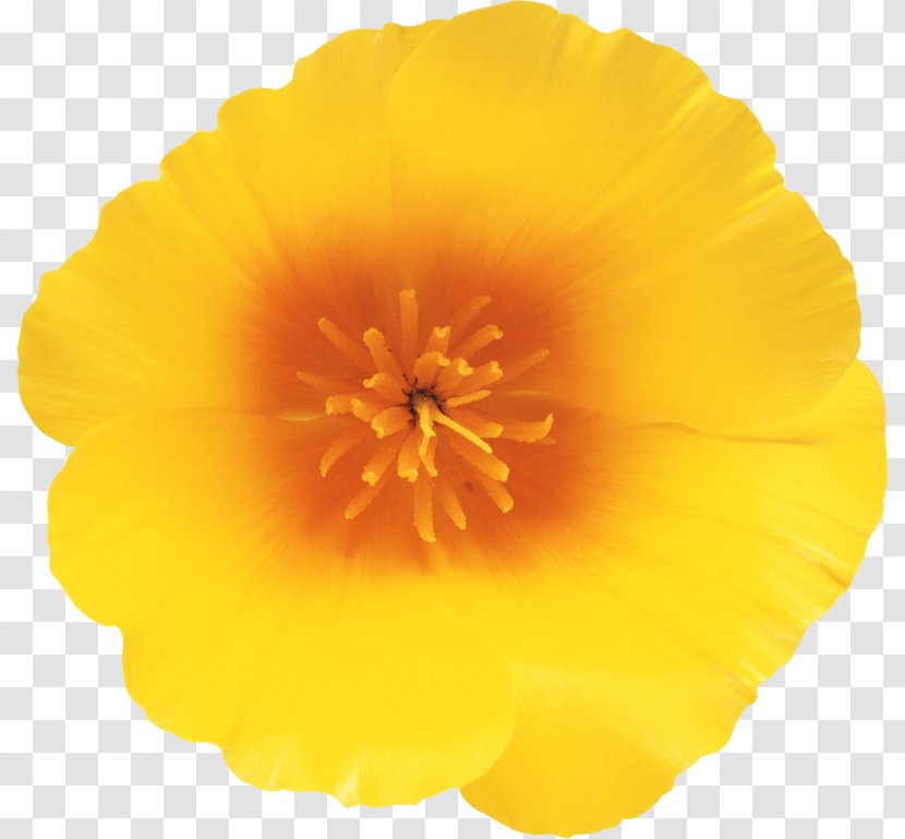 California Poppy Wildflower Oyster - Pollen - Flower Transparent PNG