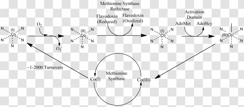 Methionine Synthase Homocysteine MTRR Vitamin B-12 - Methylcobalamin - Pathway Transparent PNG