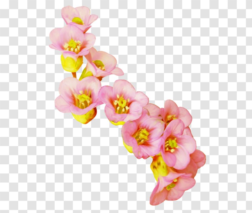 Cut Flowers Moth Orchids Clip Art - Petal - Flower Transparent PNG