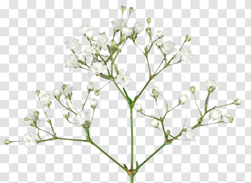 Baby's-breath Portable Network Graphics Cut Flowers Image - Wildflower - Flower Transparent PNG
