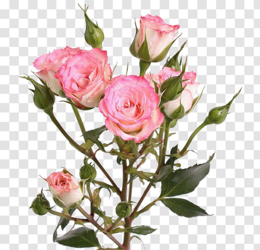 Garden Roses Centifolia Photography Clip Art - Flower Transparent PNG
