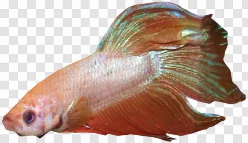 Fish Animal Source Foods Seafood Organism Marine Biology - Betta Transparent PNG