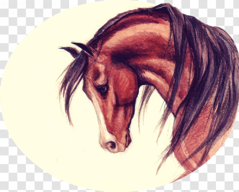 Snout Bridle Drawing Halter Mustang - Jaw - Beautiful In God's Eyes Transparent PNG