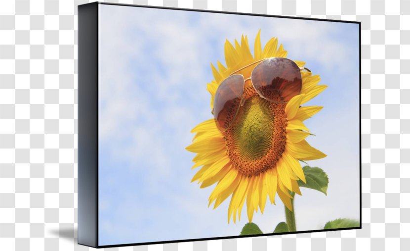Picture Frames Sunflower M - 3D Transparent PNG