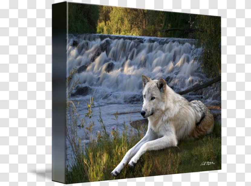 Gray Wolf Gallery Wrap Canvas Art Wildlife Transparent PNG