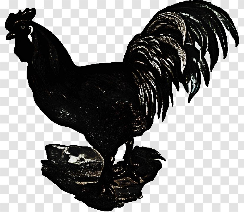 Bird Cartoon - Rooster - Fowl Blackandwhite Transparent PNG