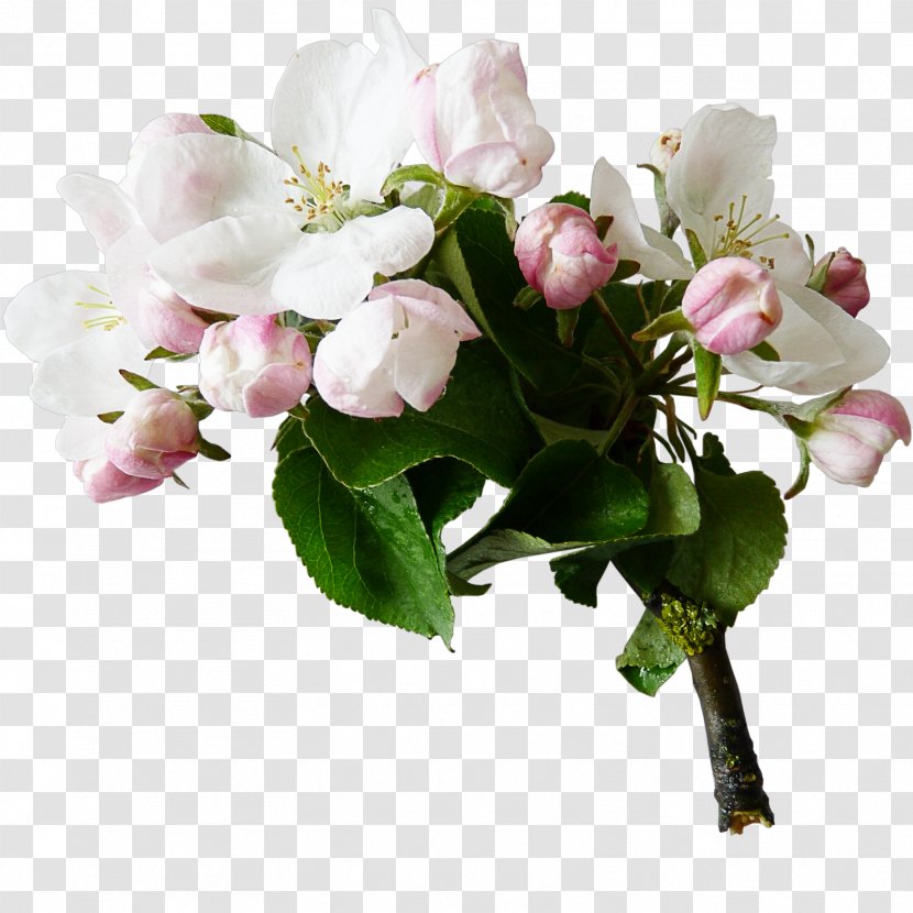 Flower Tree Digital Image Clip Art - Spring - Snowdrop Transparent PNG