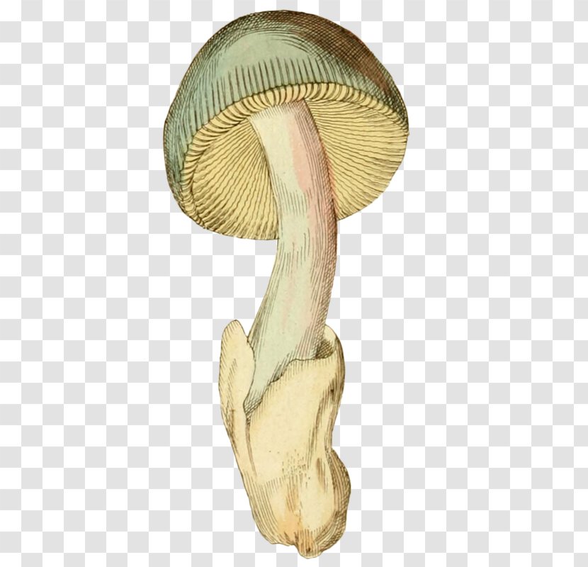 Shaggy Ink Cap Common Mushroom - Organism - Painted White Mushrooms Transparent PNG