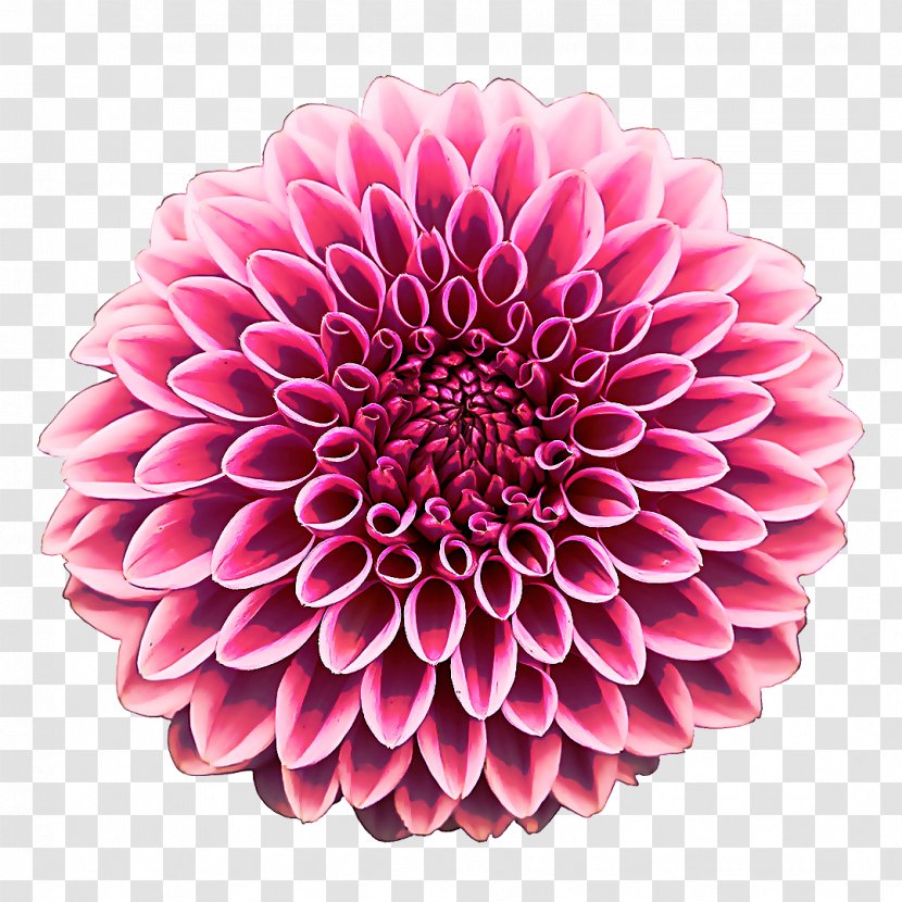 Flower Dahlia Pink Petal Plant - Flowering - Gerbera Daisy Family Transparent PNG