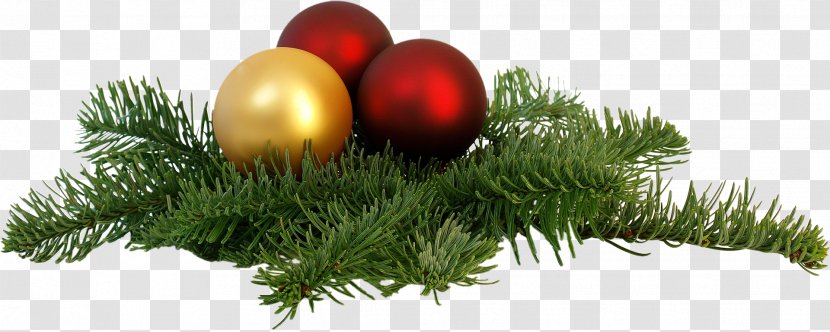 Santa Claus Christmas Ornament Decoration New Year - Conifer - Fir-tree Transparent PNG