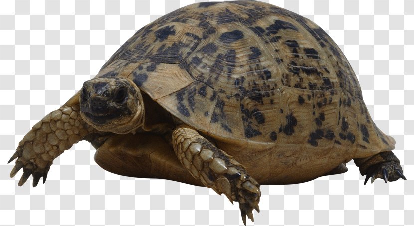 Turtle Giant Tortoise - Terrestrial Animal - Tortuga Transparent PNG