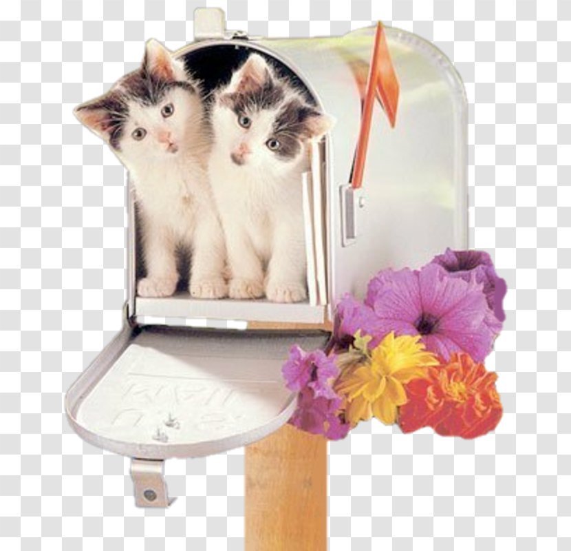 Kitten Cat Letter Box - Small To Medium Sized Cats - Mailbox Transparent PNG