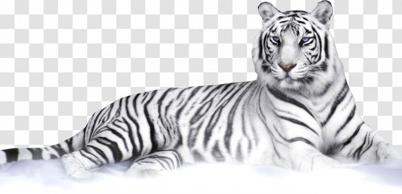 Felidae Bengal Tiger White Clip Art - Animal Figure - Tigres Transparent PNG