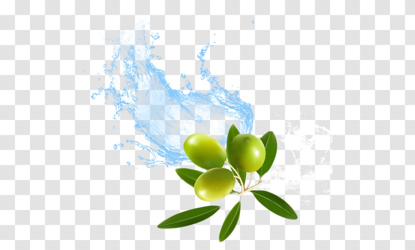 Water Olive Surfactant KK India Petroleum Specialities Private Limited - Aquatic Plants - Replenishment Transparent PNG
