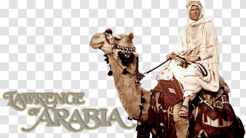 Dromedary Lawrence Of Arabia 0 Film Television - Arabian Camel Transparent PNG