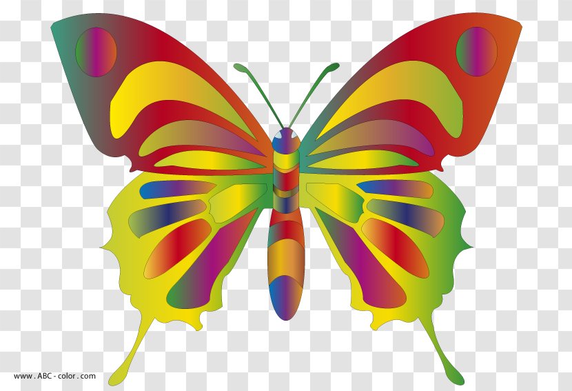 Drawing Butterfly Download Clip Art - Organism - Colorful Transparent PNG