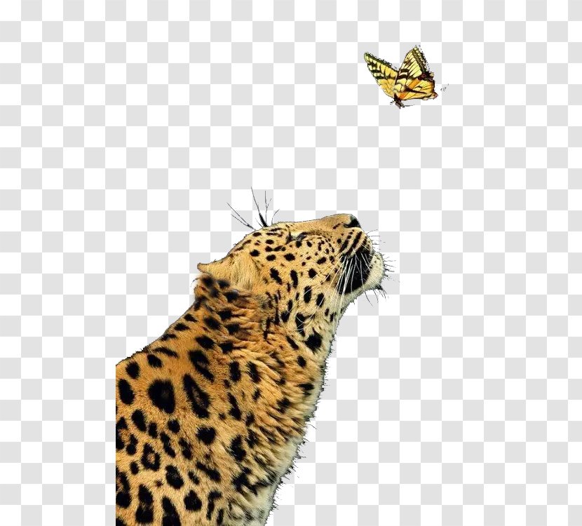 Leopard Cheetah Jaguar Butterfly Felidae - Carnivoran - Ferocious Transparent PNG
