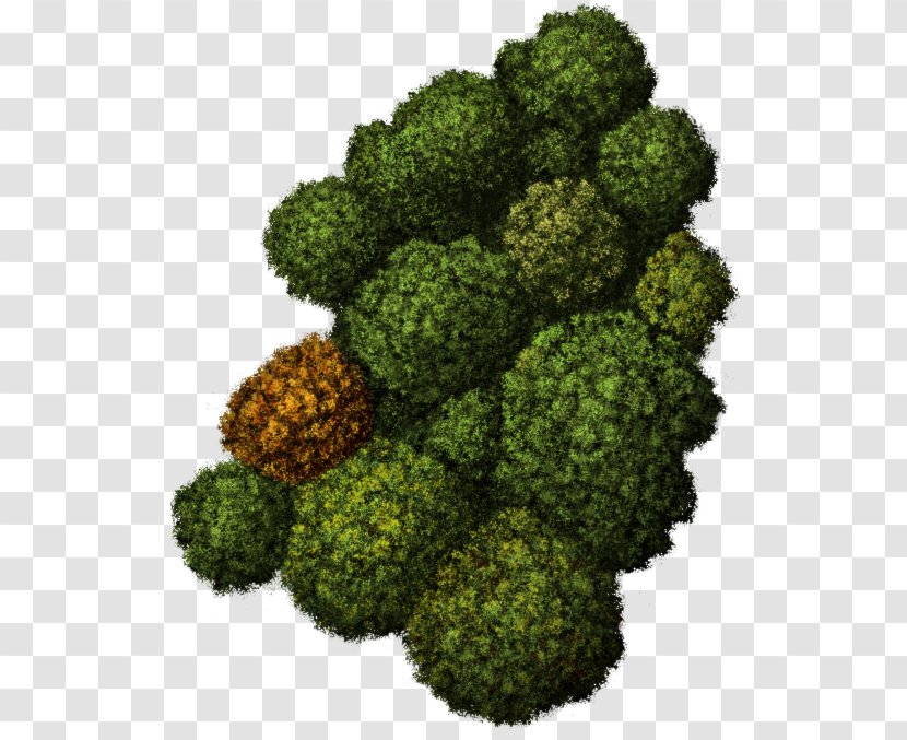 Food Leaf Vegetable Tree Broccoli - Teacher - The Ancients Transparent PNG