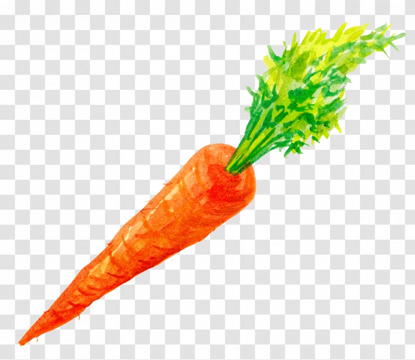 Carrot Vegetable - Vecteur - Hand-painted Carrots Transparent PNG