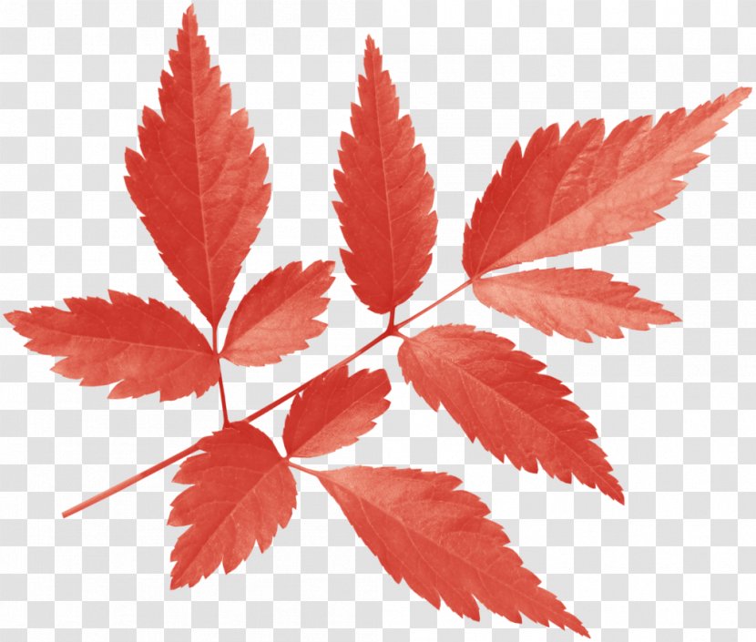 Maple Leaf - Tree Transparent PNG