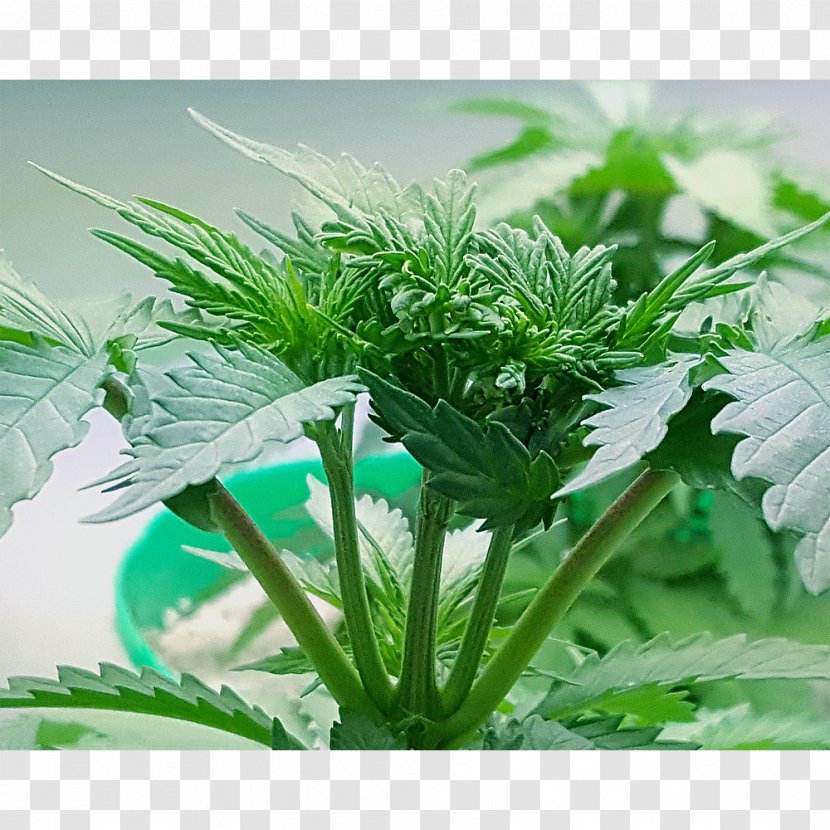 Hemp Cannabis Family - Herb - Pure Plant Transparent PNG