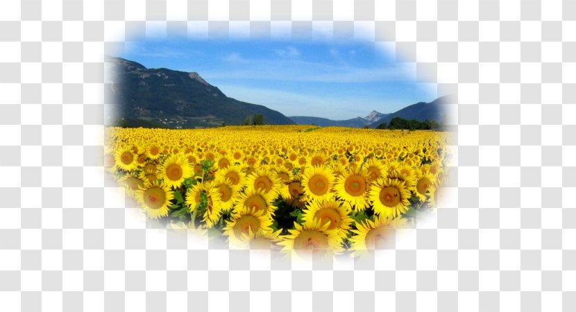 Common Sunflower Rapeseed Landscape Pine Desktop Wallpaper - Oil Transparent PNG