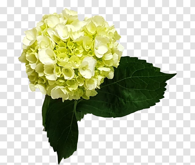 Hydrangea Cut Flowers Floral Design Plant - Hydrangeaceae Transparent PNG
