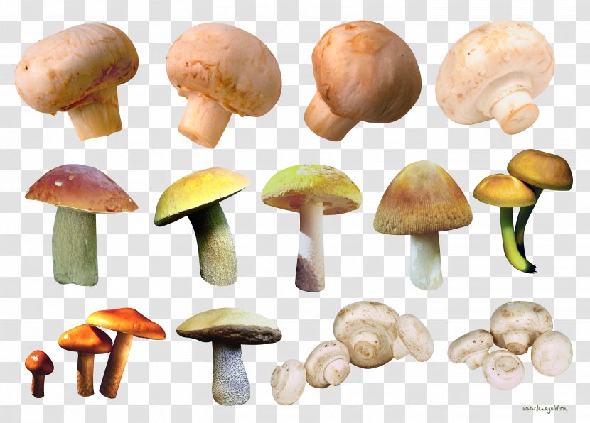Common Mushroom Fungus Edible Chanterelle Image - Abalone Mushrooms Transparent PNG