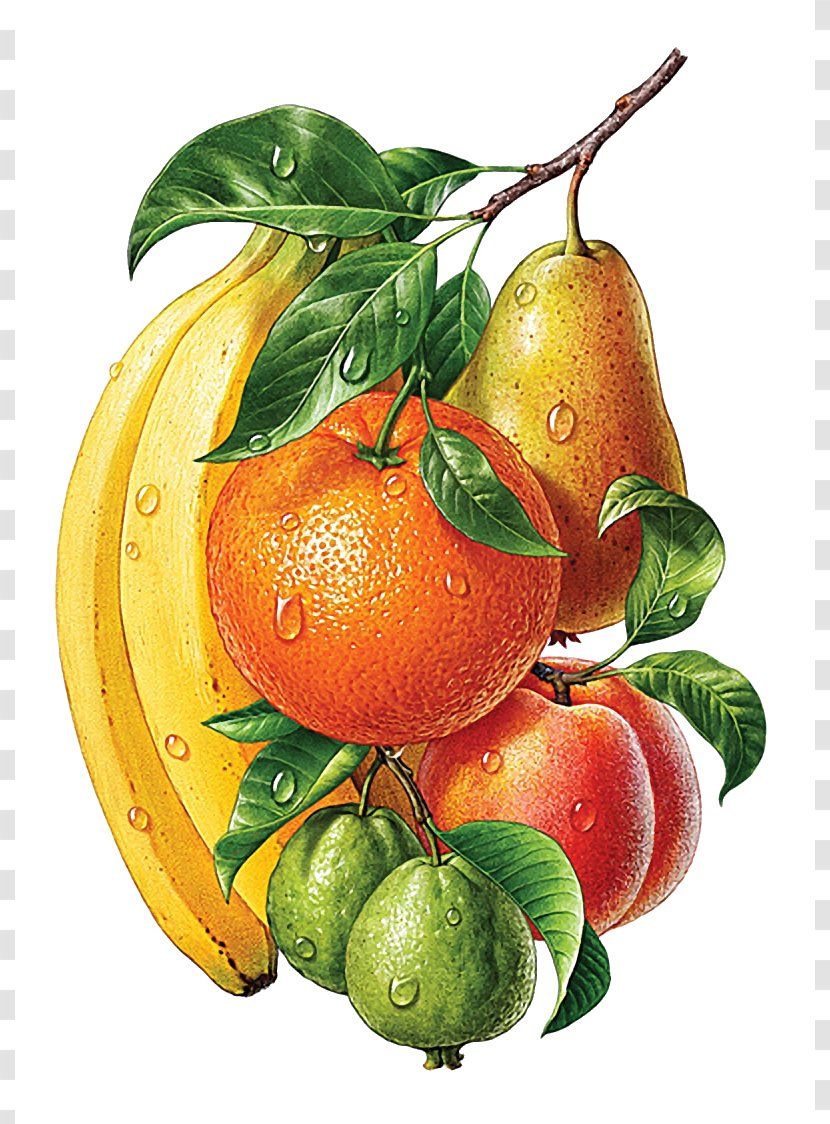 Drawing Painting Illustrator - Fruit Transparent PNG