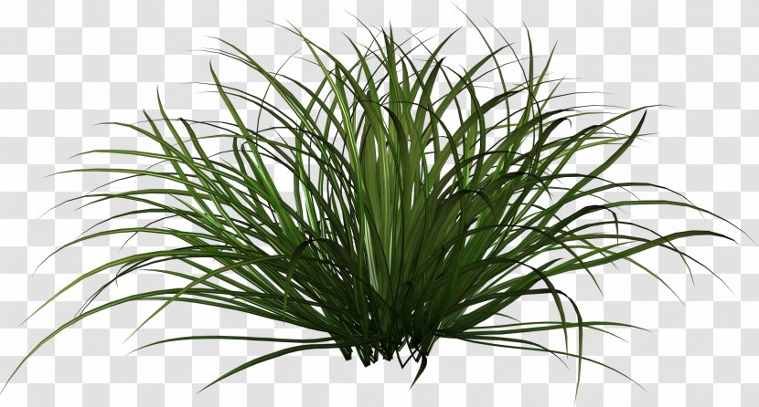 Ornamental Grass Plant Clip Art Transparent PNG