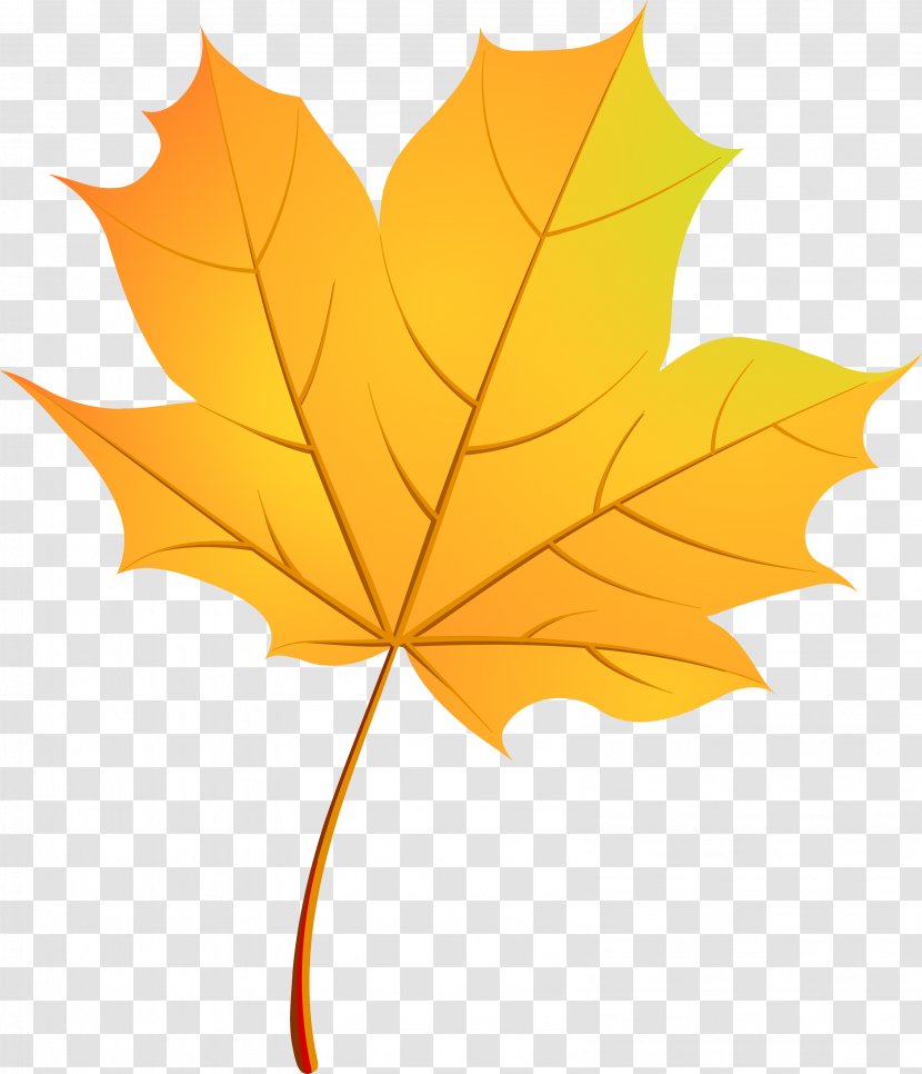Autumn Leaves Maple Leaf - Tree - Vector Gold Pattern Transparent PNG