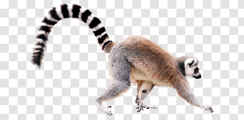Ring-tailed Lemur Black-and-white Ruffed Crowned Stock Photography - Ringtailed - Monkey Transparent PNG