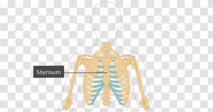 Sternum Rib Cage Anatomy Bone - Flower - Thai Fried Rice Transparent PNG