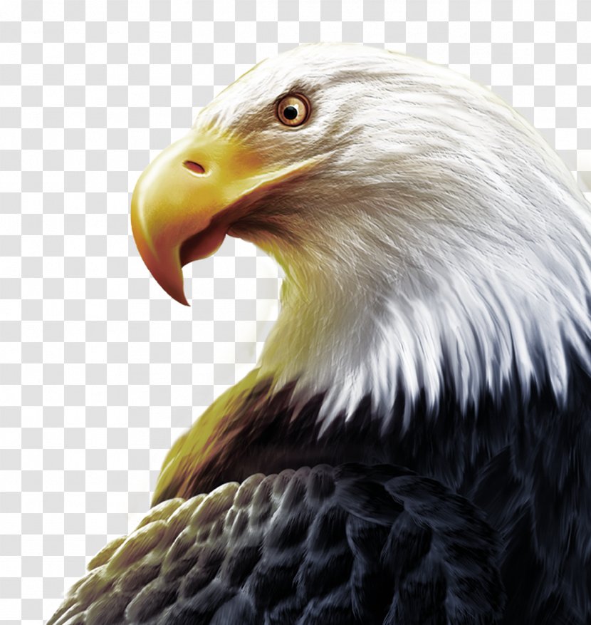 United States T-shirt High-definition Television Three-dimensional Space Wallpaper - Highdefinition Video - Eagle Head And Sharp Eyes Transparent PNG
