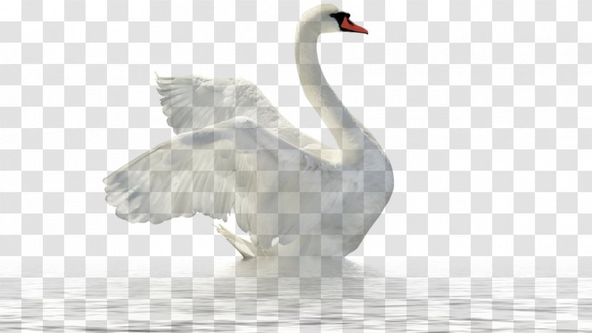 Mute Swan Goose Stock Photography Royalty-free - Neck Transparent PNG