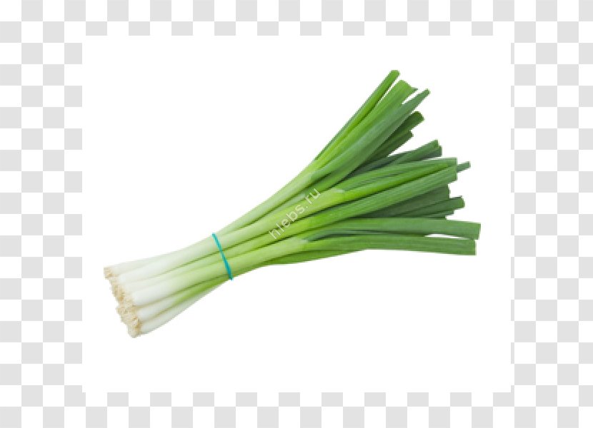 Scallion Onion Vegetable Green Bean - Salad Transparent PNG