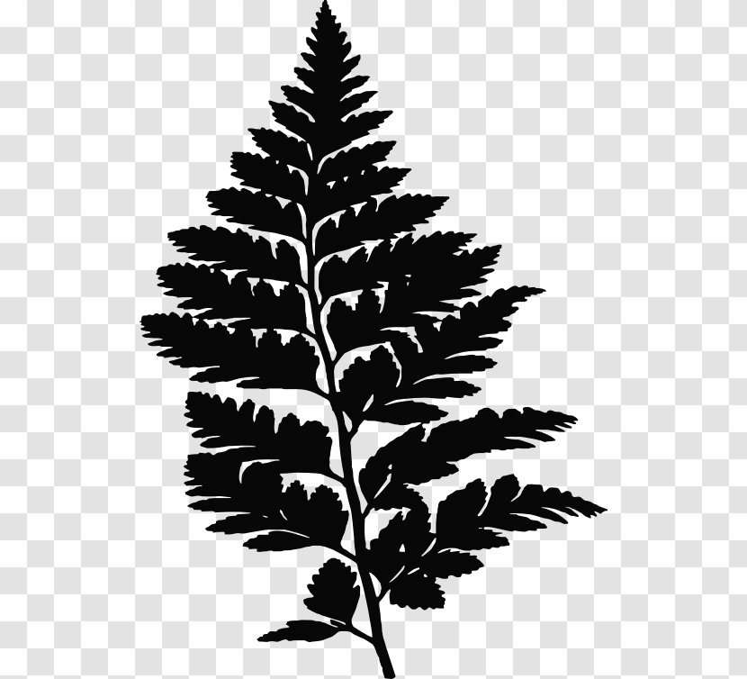 Fern Leaf Frond Evergreen - Branch - Leather Clipart Transparent PNG
