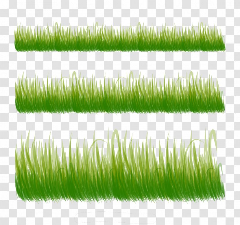 Three Kind Of Grass - Family - Plant Transparent PNG