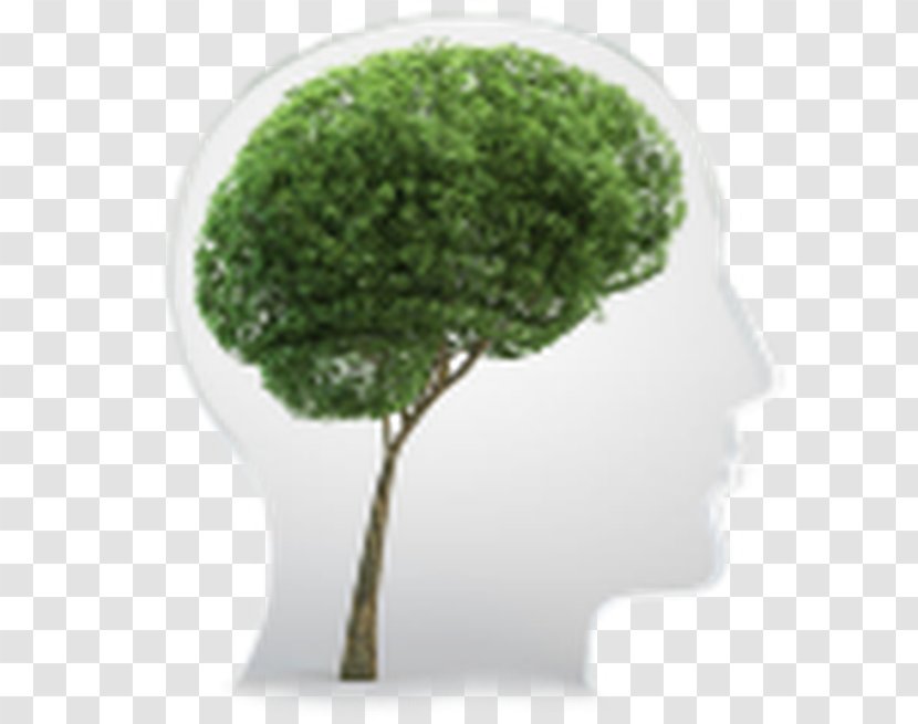 Human Brain Lateralization Of Function Development The Nervous System Cerebral Hemisphere - Tree Transparent PNG