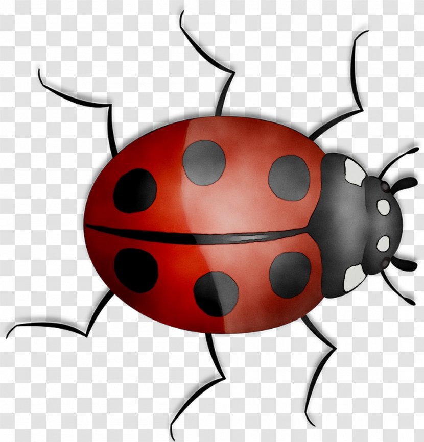 Clip Art Cartoon Orange S.A. Lady Bird - Red Bugs - Insect Transparent PNG