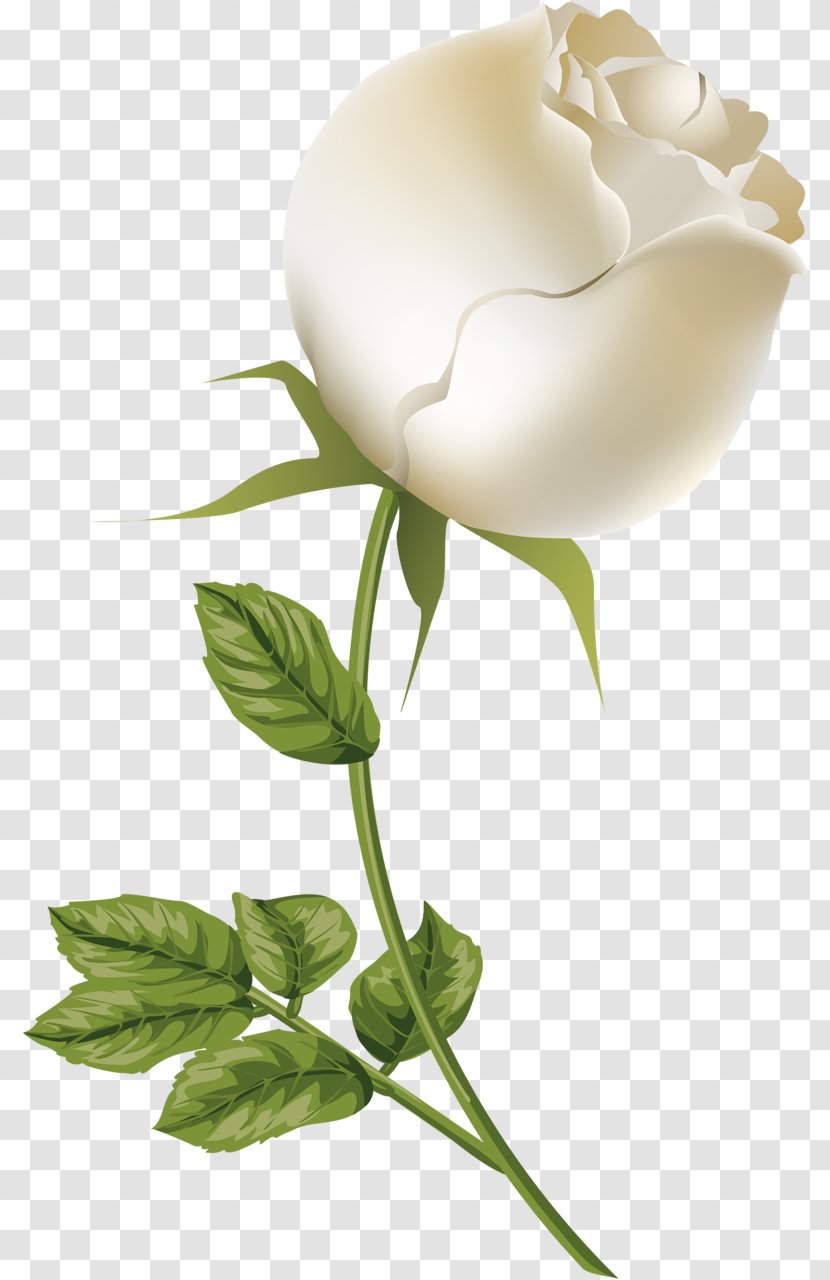 Cut Flowers Rosaceae Still Life Photography Plant Stem - White Roses Transparent PNG