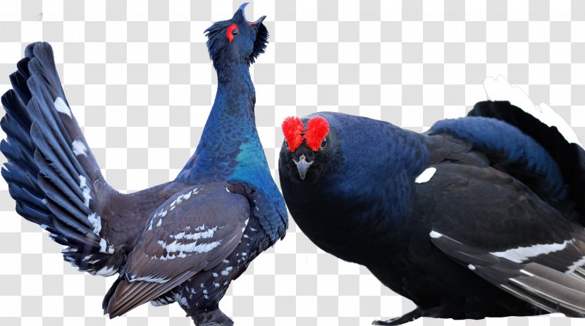 Bird Black Grouse Animal - Galliformes - Birds Animals Transparent PNG