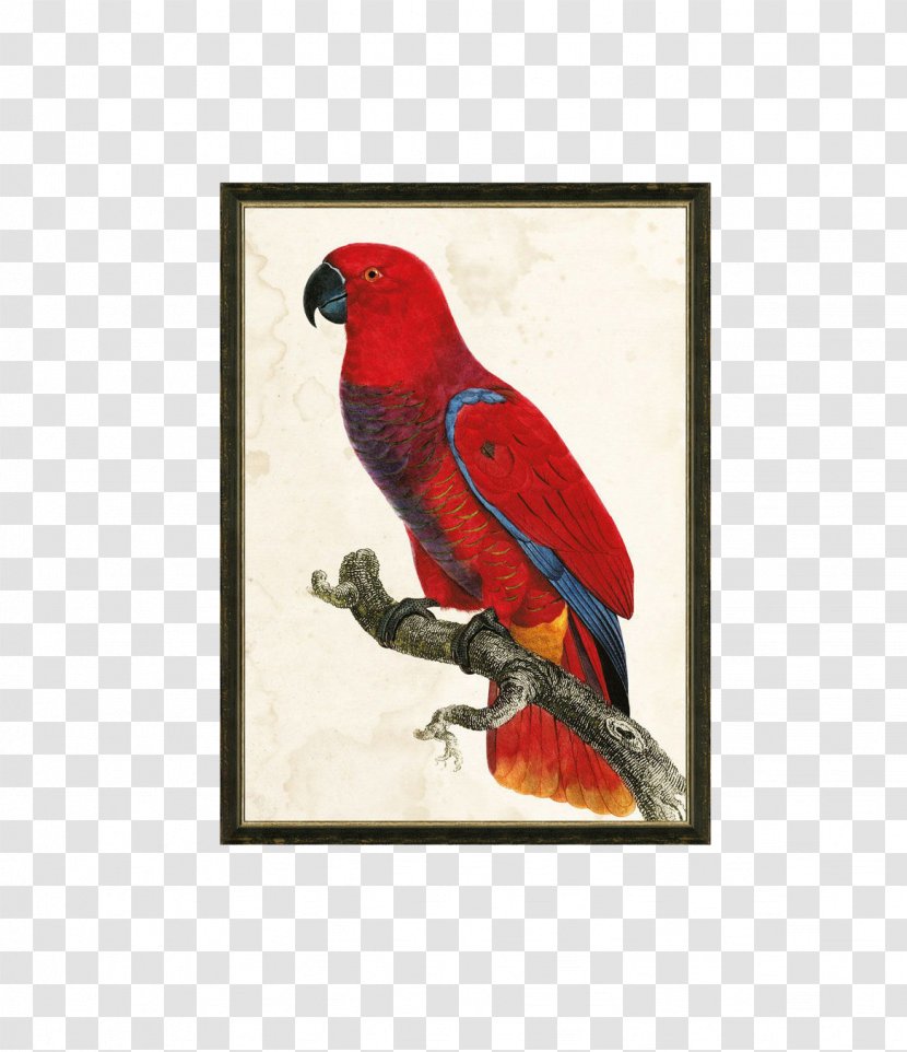 Parrot Bird Painting Macaw - Lorikeet - Decorative Transparent PNG