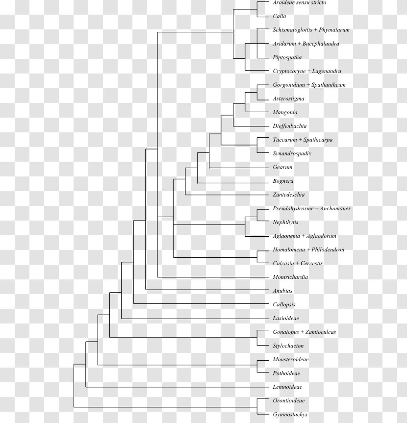 Amborella Flowering Plant Evolutionary History Of Plants Phylogenetic Tree - Monstera Transparent PNG