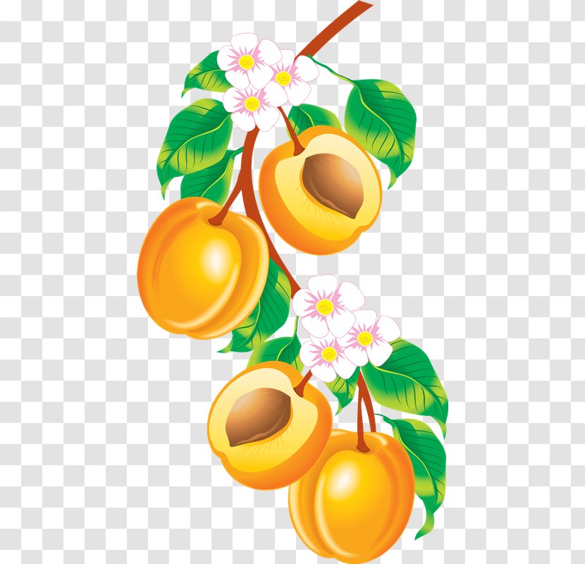 Fruit Clip Art - Food - Apricot Transparent PNG