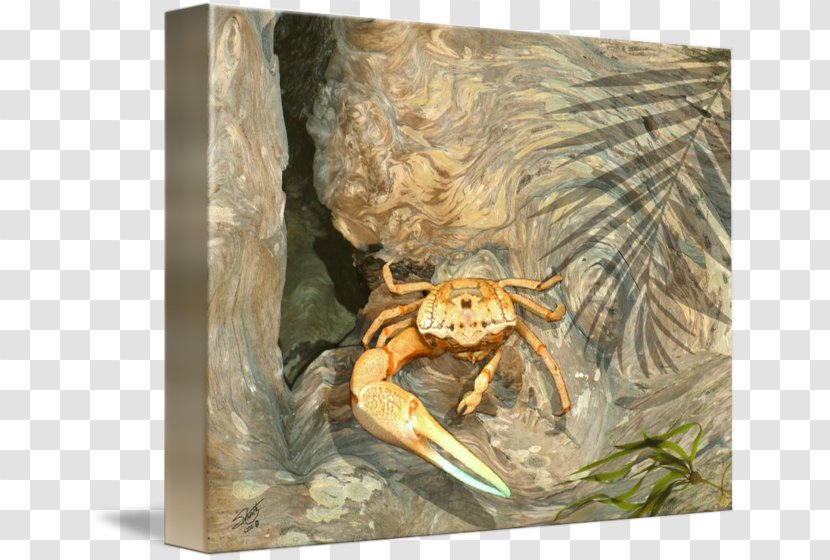 Frog Fauna Decapoda - Fiddler Crab Transparent PNG